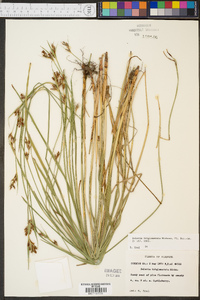 Scleria triglomerata image