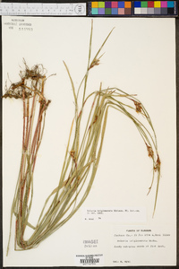 Scleria triglomerata image