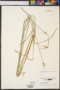 Scleria triglomerata image