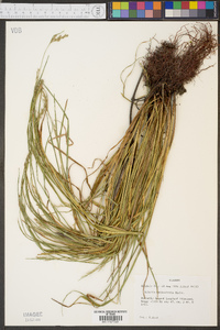 Scleria reticularis image