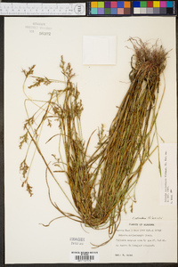 Scleria reticularis image