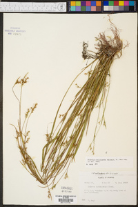 Scleria reticularis image