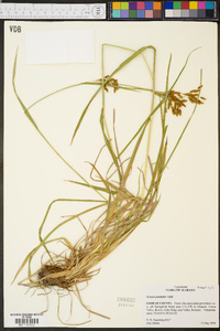 Scirpus pendulus image