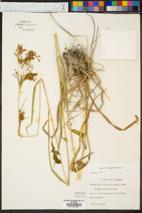 Scirpus pendulus image