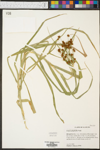 Scirpus polyphyllus image