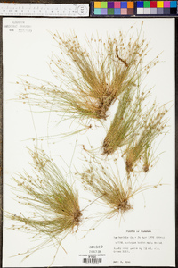 Isolepis carinata image