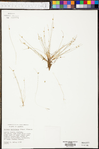 Isolepis carinata image