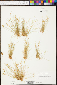 Isolepis carinata image