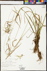 Scirpus lineatus image