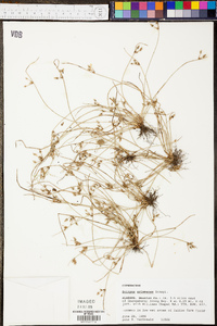 Scirpus erismanae image