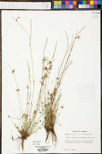 Scirpus erismanae image