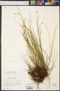 Scleria pauciflora image