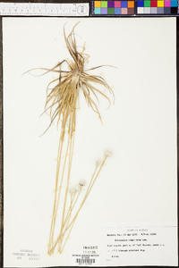 Eriocaulon compressum image