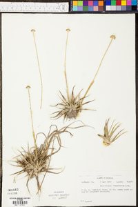 Eriocaulon compressum image