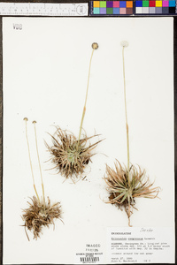 Eriocaulon compressum image