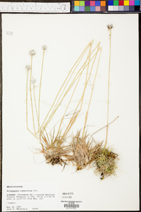 Eriocaulon compressum image