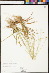 Eriocaulon compressum image