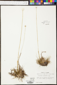 Eriocaulon compressum image