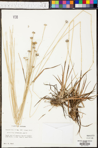 Eriocaulon compressum image