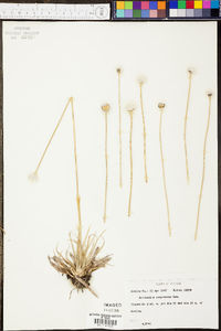 Eriocaulon compressum image