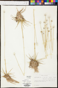 Eriocaulon compressum image