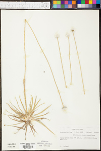 Eriocaulon compressum image