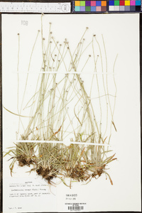 Lachnocaulon anceps image