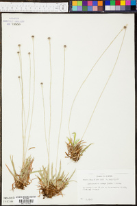 Lachnocaulon anceps image