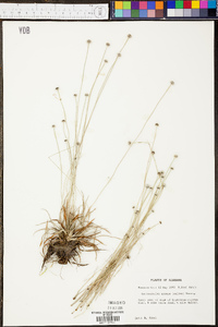 Lachnocaulon anceps image