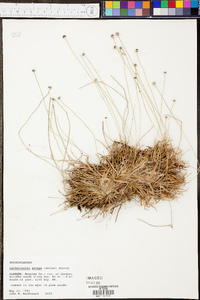 Lachnocaulon anceps image