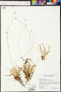 Lachnocaulon anceps image