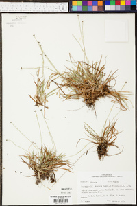 Lachnocaulon anceps image