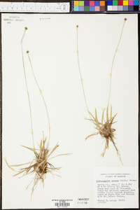 Lachnocaulon anceps image