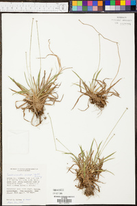 Lachnocaulon anceps image