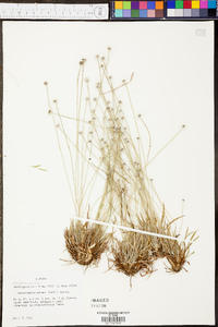 Lachnocaulon anceps image