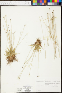 Lachnocaulon anceps image