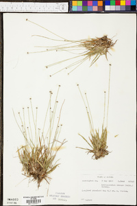 Lachnocaulon anceps image