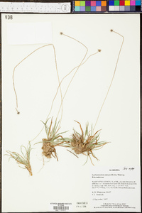 Lachnocaulon anceps image