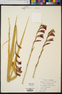 Gladiolus byzantinus image