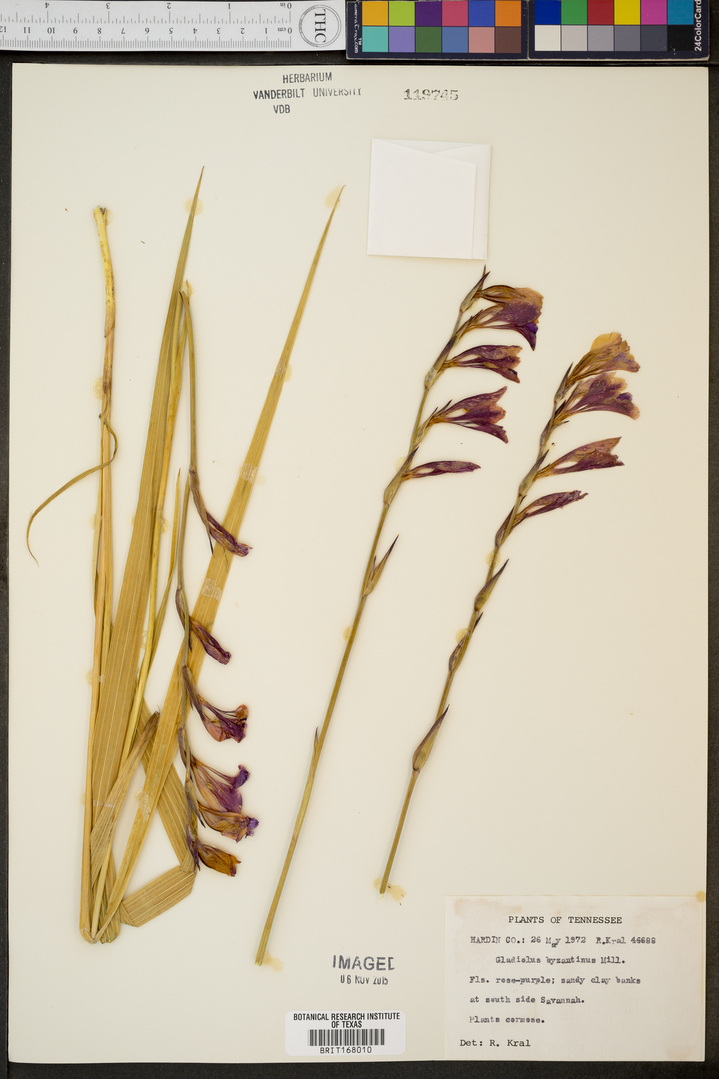 Gladiolus byzantinus image