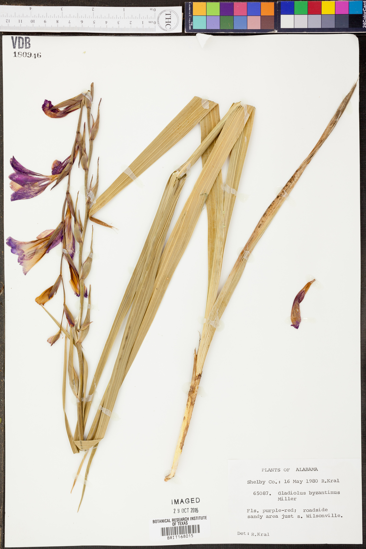 Gladiolus communis image