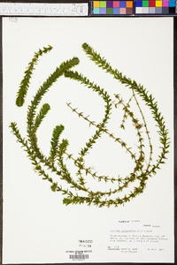 Hydrilla verticillata image