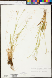 Sisyrinchium rosulatum image