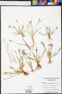 Sisyrinchium rosulatum image