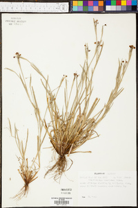 Sisyrinchium rosulatum image