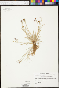 Sisyrinchium rosulatum image