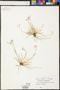 Sisyrinchium rosulatum image