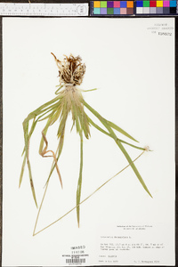 Eriocaulon decangulare image