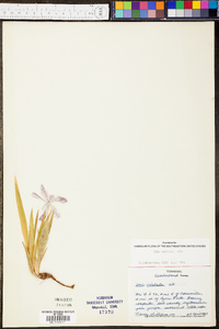 Iris cristata image