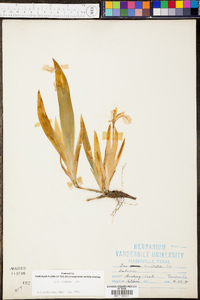 Iris cristata image